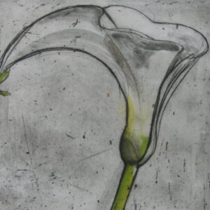 Arum lily